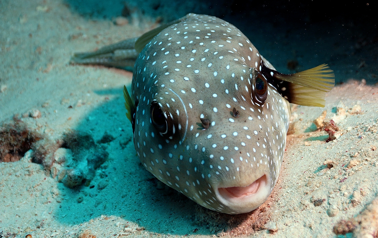 Sipadan_2015_Poisson coffre griffonne_Arothron mappa_IMG_2943_rc.jpg